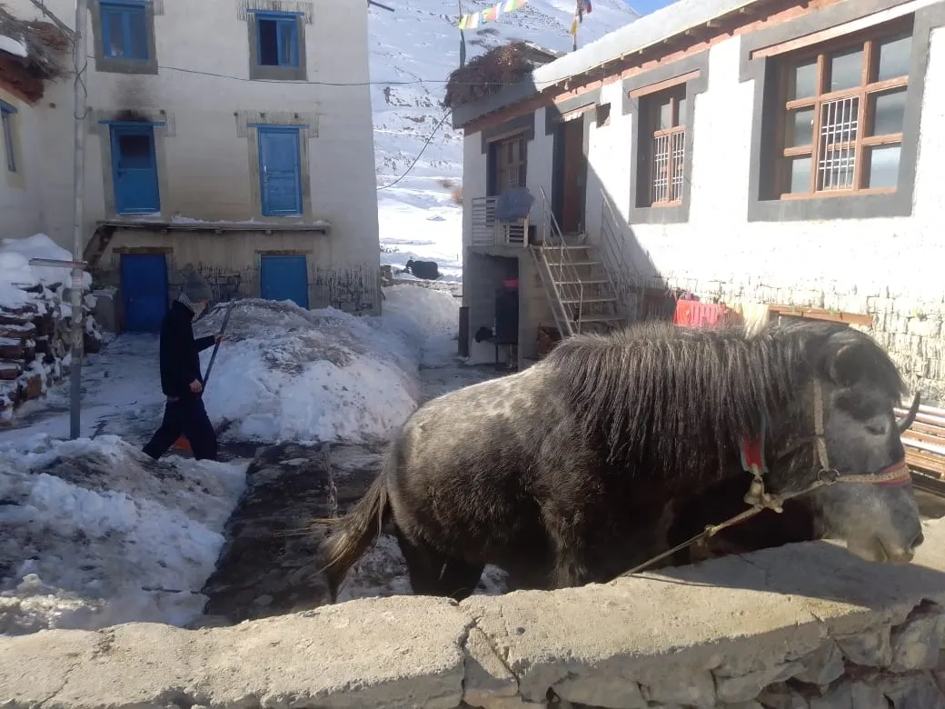 Dharma Homestay Pin thumbnail 4